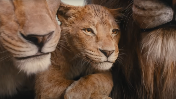 The latest film releases include Mufasa, The Room Next Door, The Brutalist, and Nickel Boys.