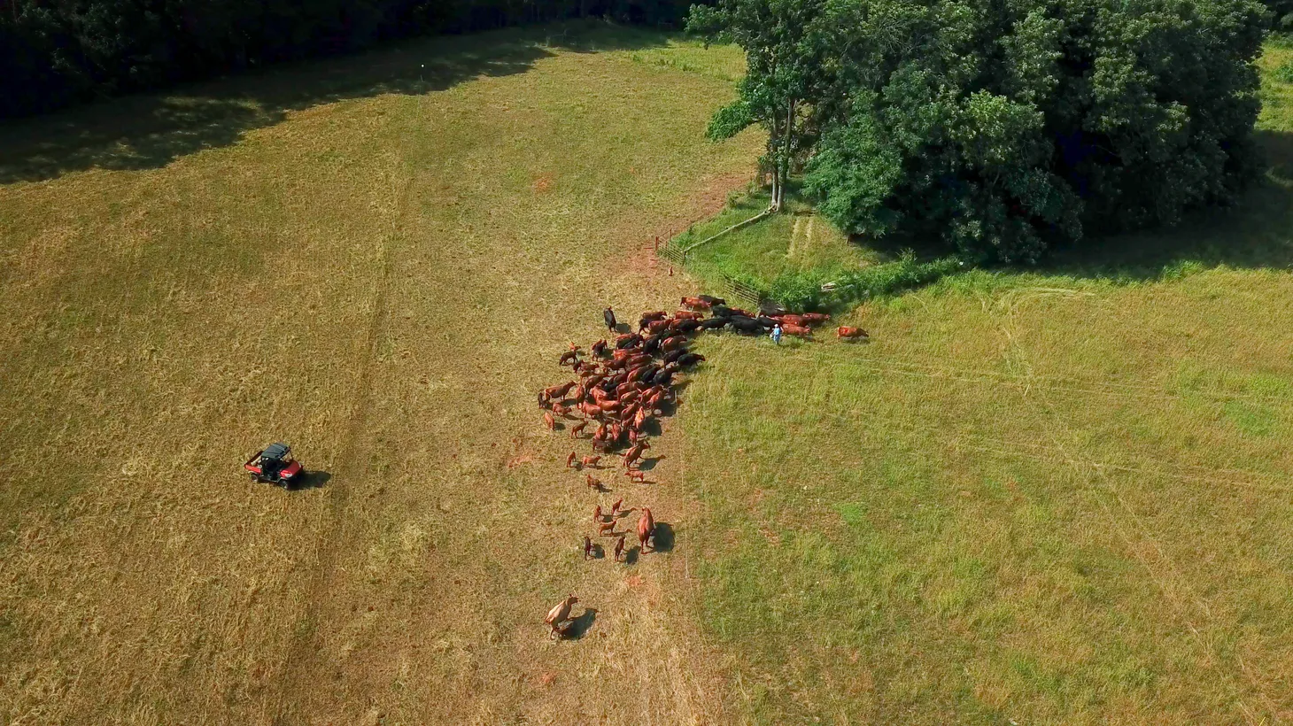 Adaptive multi-paddock (AMP) grazing uses high-density livestock for controlled duration periods.