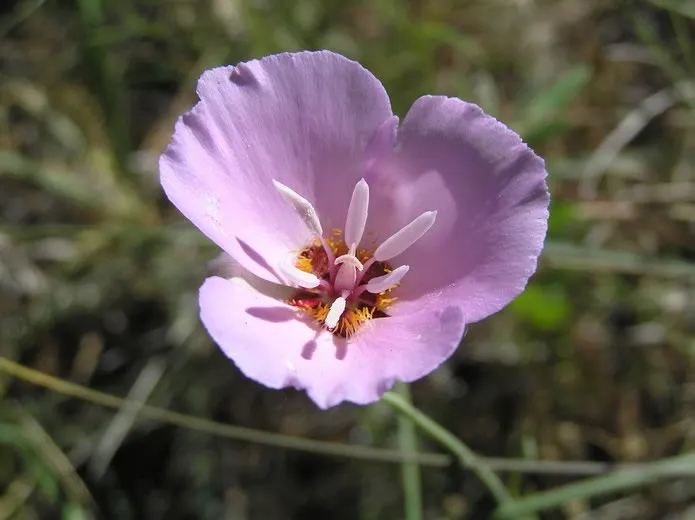 Mariposa lily (Calochortus)