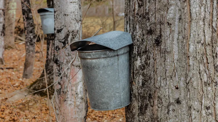 Peter Gregg pursues happiness via maple syrup.