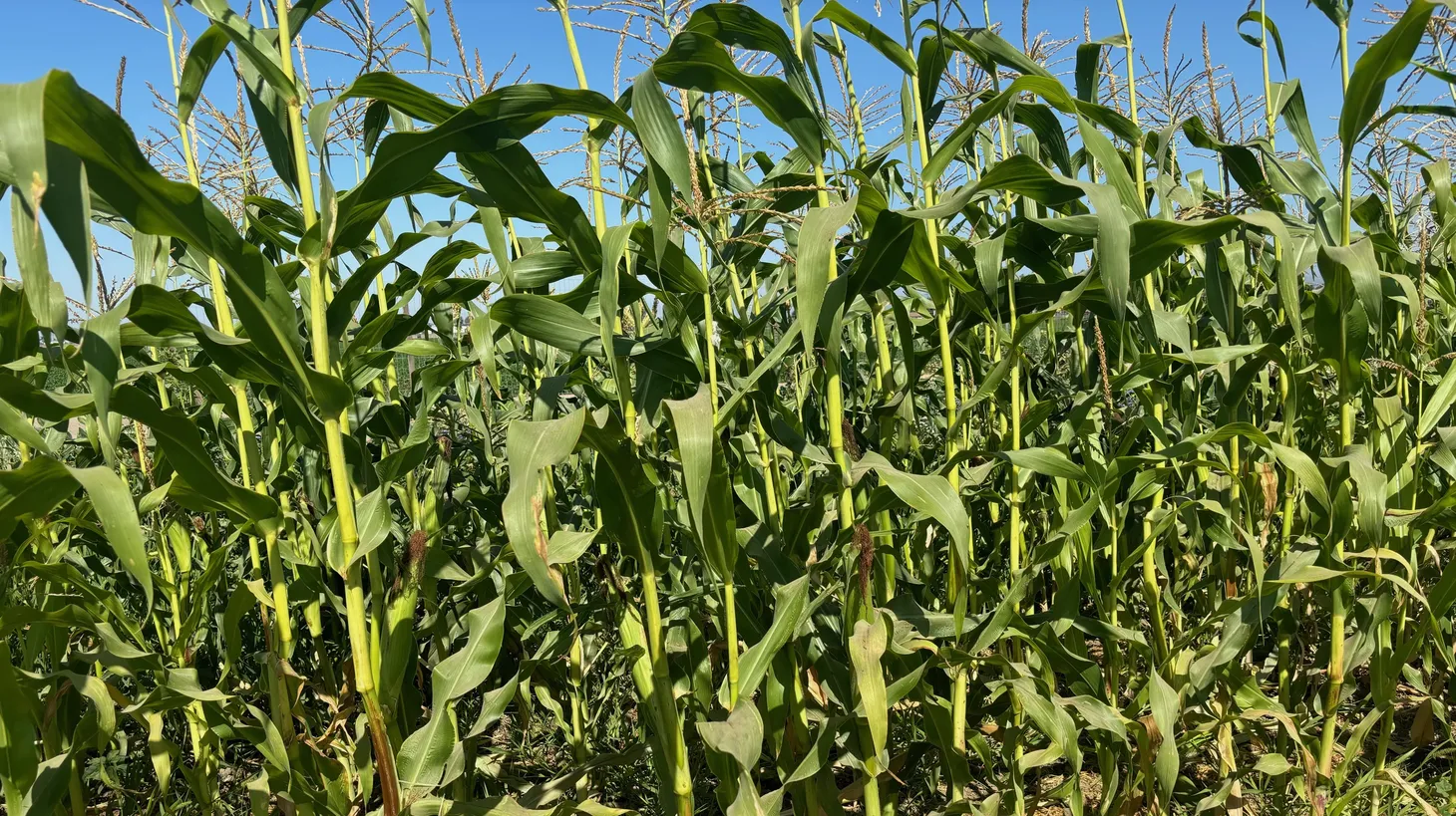 Carranza Family Farms grows corn as part of a collective in Camarillo.