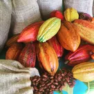 Yes, you can grow cacao trees and make your own chocolate from the pods