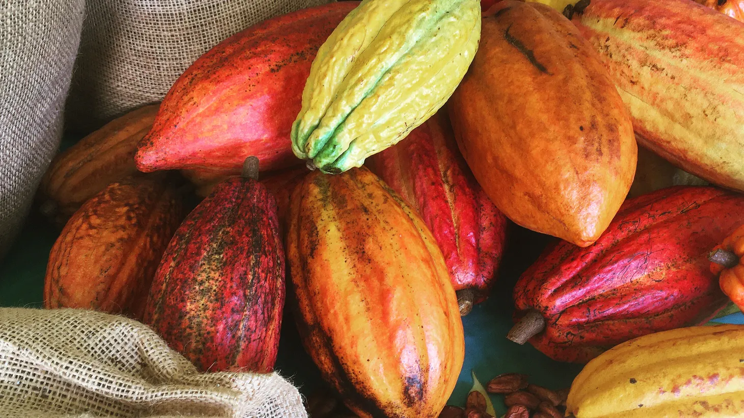 Though cacao pods come in many colors, the way to tell if they are ripe is to scratch the surface. It's unripe if green and ready to harvest if yellow.