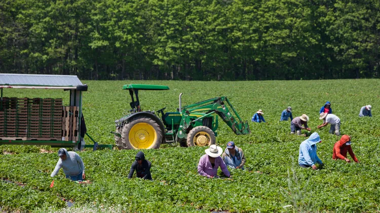 Immigration raids sow fear at Bakersfield farms