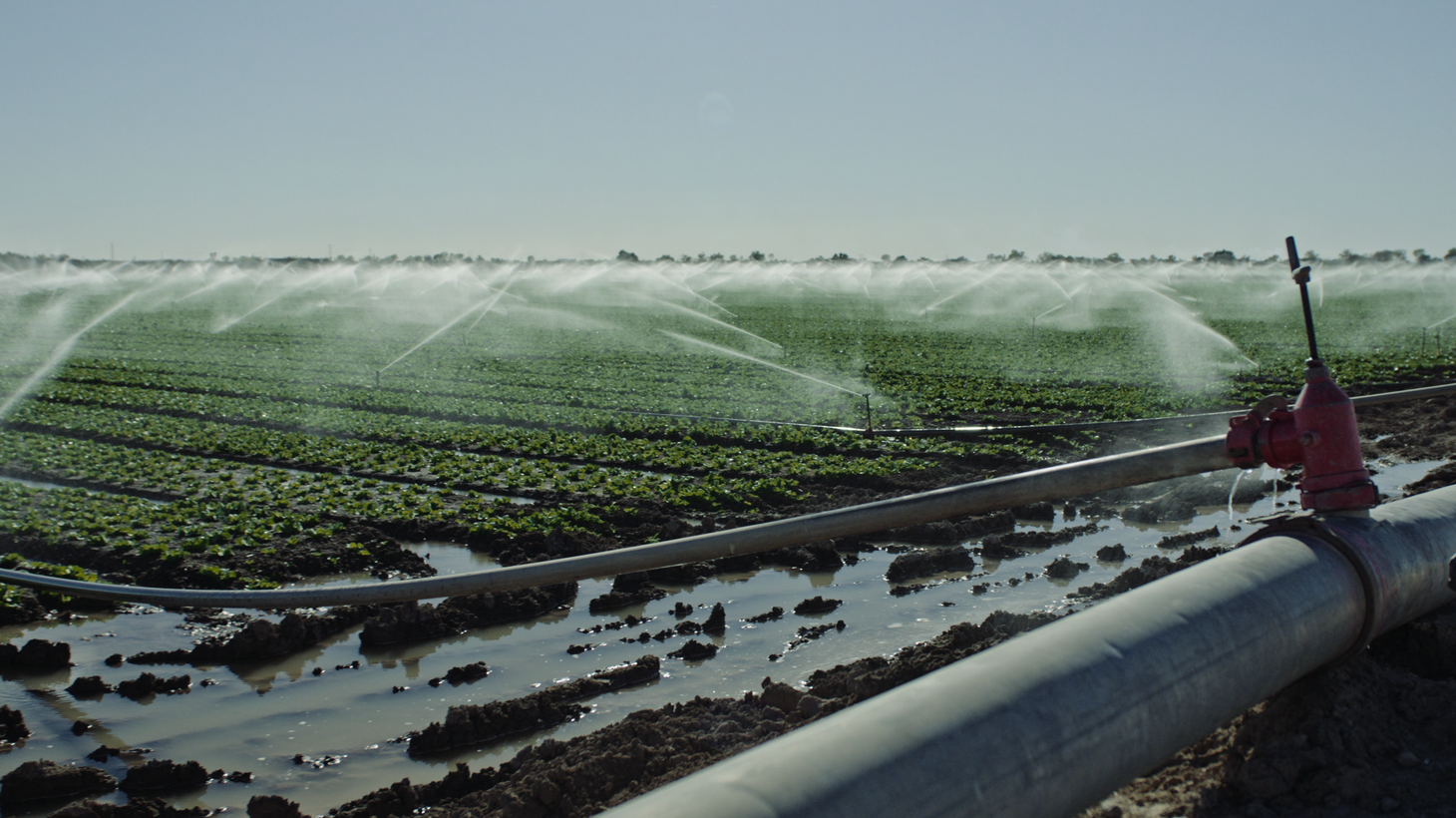 Pathogens in runoff from animal feedlots are finding their way into leafy greens and making America sick.