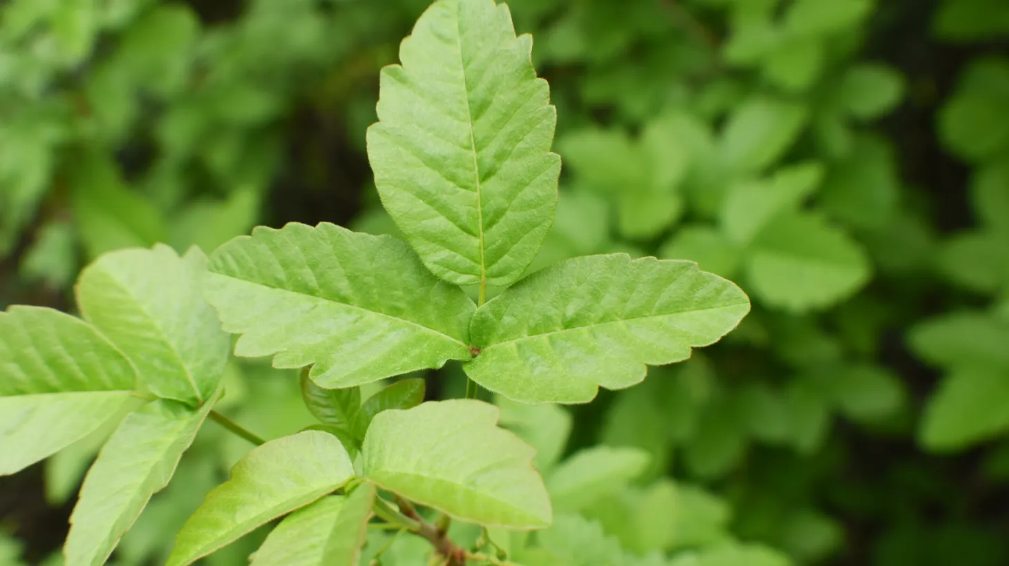 “The taste of young poison oak is surprisingly mild, grassy and only a little bit tart,” writes Jeff Horwitz, who chose to eat the plant to promote immunity to his allergies.