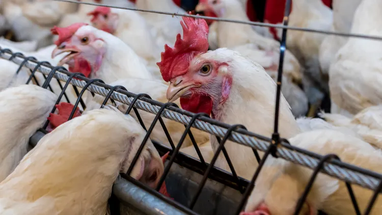 Hannah Dreier reports on how children are exploited in America's poultry "broiler belt."