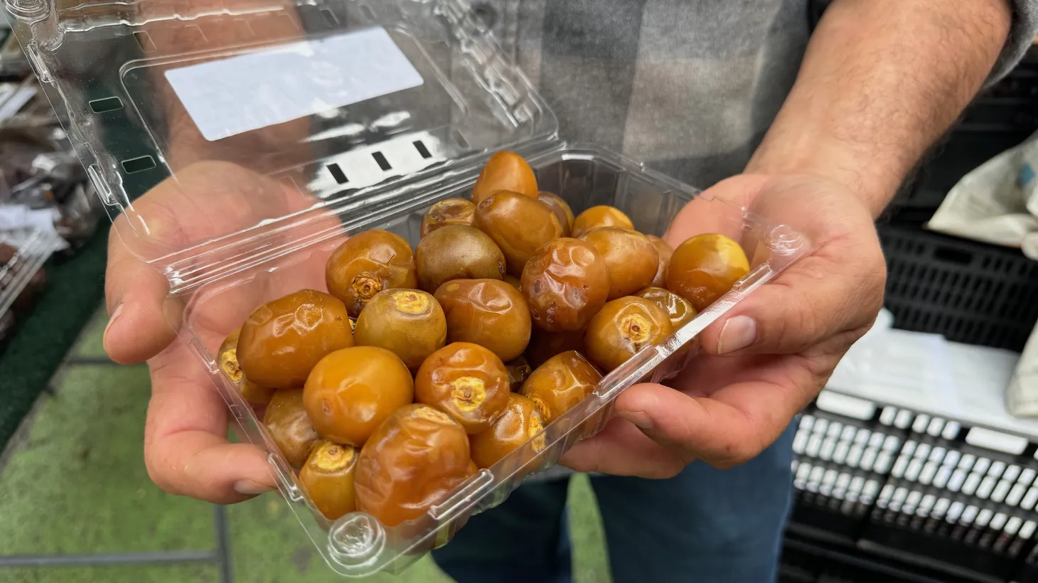 Alvaro Bautista blames last year's heavy rains for wiping out his date crop. He says the trees are back to about 60% of what they were.