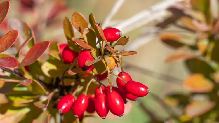 Homemade cranberry sauce is all about the crackle and pop for food science writer Harold McGee.