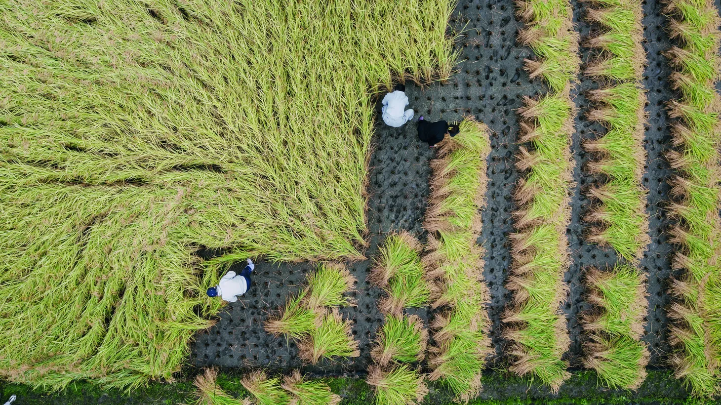 Technical advances in saké production include brewers learning to polish the rice not just by percentage, but by controlling the amount of proteins and fats.