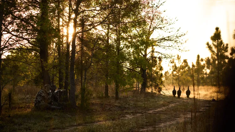 Austin-based chef Jesse Griffiths is on the hunt for wild turkey.