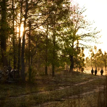 Austin-based chef Jesse Griffiths is on the hunt for wild turkey.