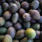 How a humble mail carrier developed the Hass avocado in Southern California