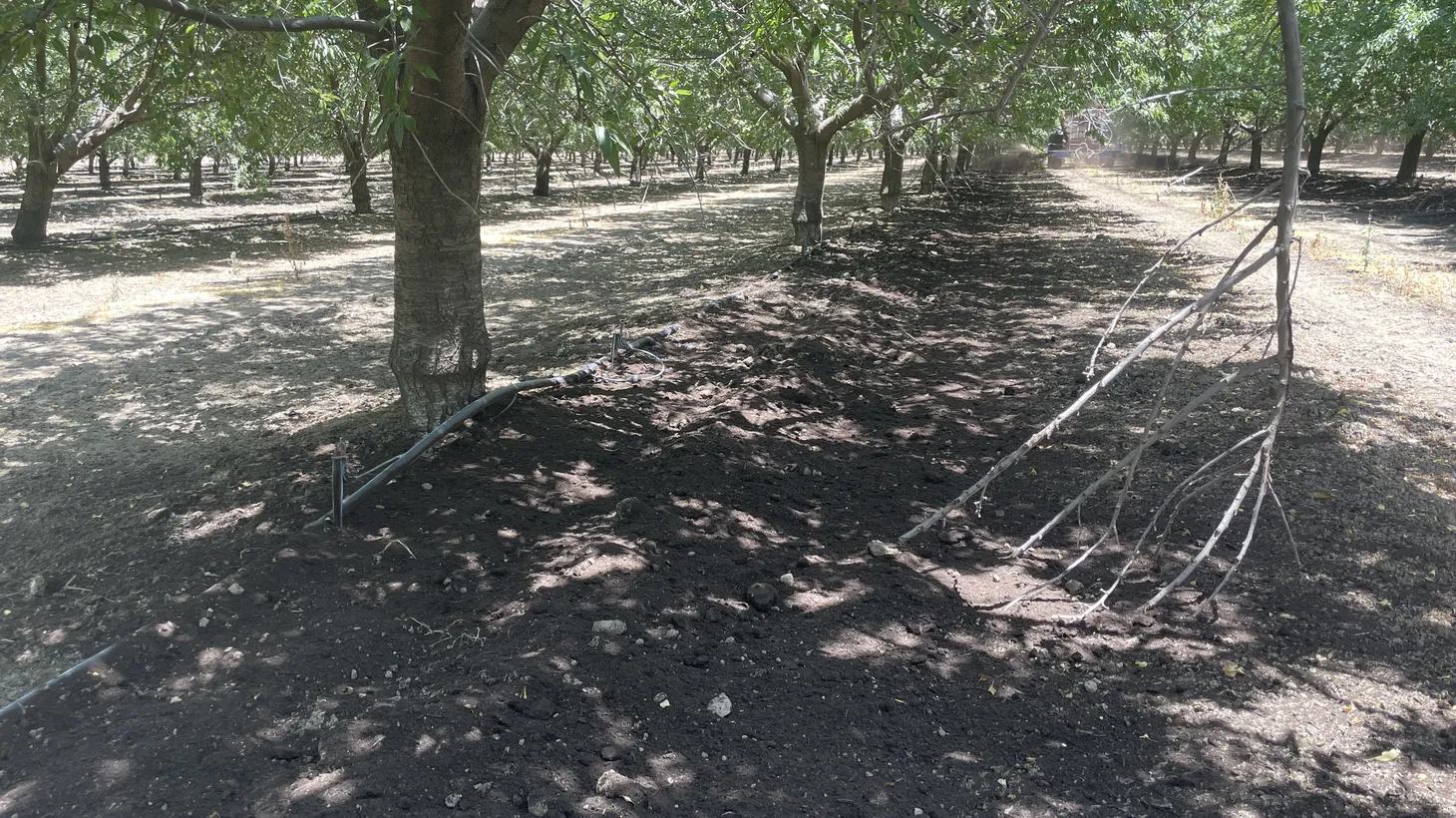 Where do food scraps and yard waste from Southern California residents end up? Some get turned into compost that nourishes these almond trees in Bakersfield.