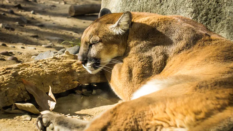 Henry Hoke’s latest novel, “Open Throat,” was inspired by LA’s own big cat P-22 and Nick Cave’s song “Hollywood.” It’s told from the perspective of a mountain lion.