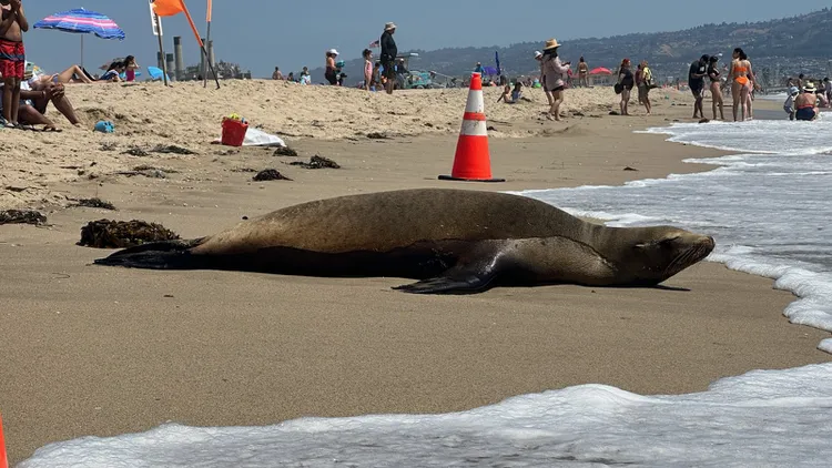 Sick sea lions have washed up on beaches due to a toxic algae bloom. San Pedro’s Marine Mammal Care Center is keeping visitors out to make space to nurse these animals back to health.