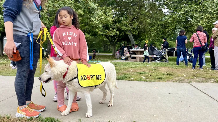 Animal shelters in LA are overcrowded, so to find new homes for dogs, volunteers are turning to pack walks, baths, and “adopt me” vests.