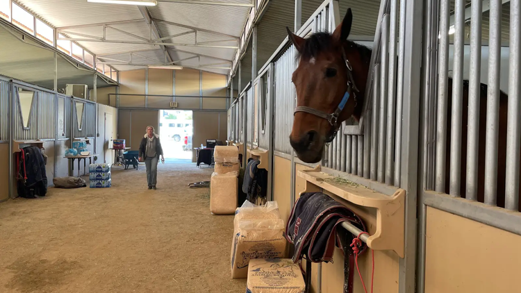 Residents fleeing the Palisades Fire evacuated horses, dogs, rabbits, and chickens to an emergency shelter at Pierce College on Tuesday.