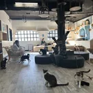 Relax for a meowment: Relieve fire anxiety at CatCafe