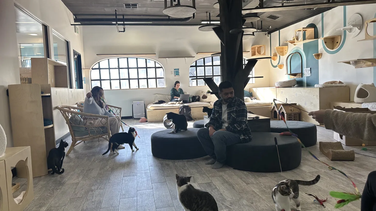 Cats roam freely at the South Sepulveda CatCafe Lounge.