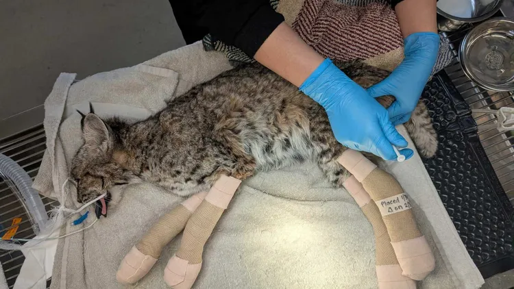 Weeks after the Eaton Fire in Altadena, injured wildlife is showing up around the disaster area. The singed animals include everything from birds to bobcats.