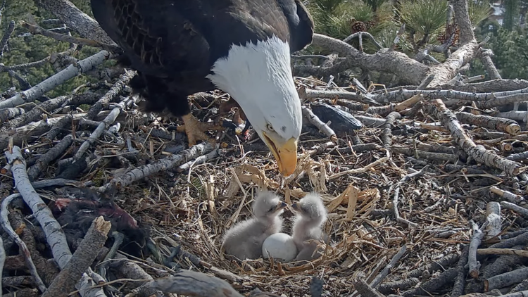 Famed Big Bear bald eagles, Jackie and Shadow, welcomed two newborns after years of losses. The chicks must now weather the winter cold and predators to survive.