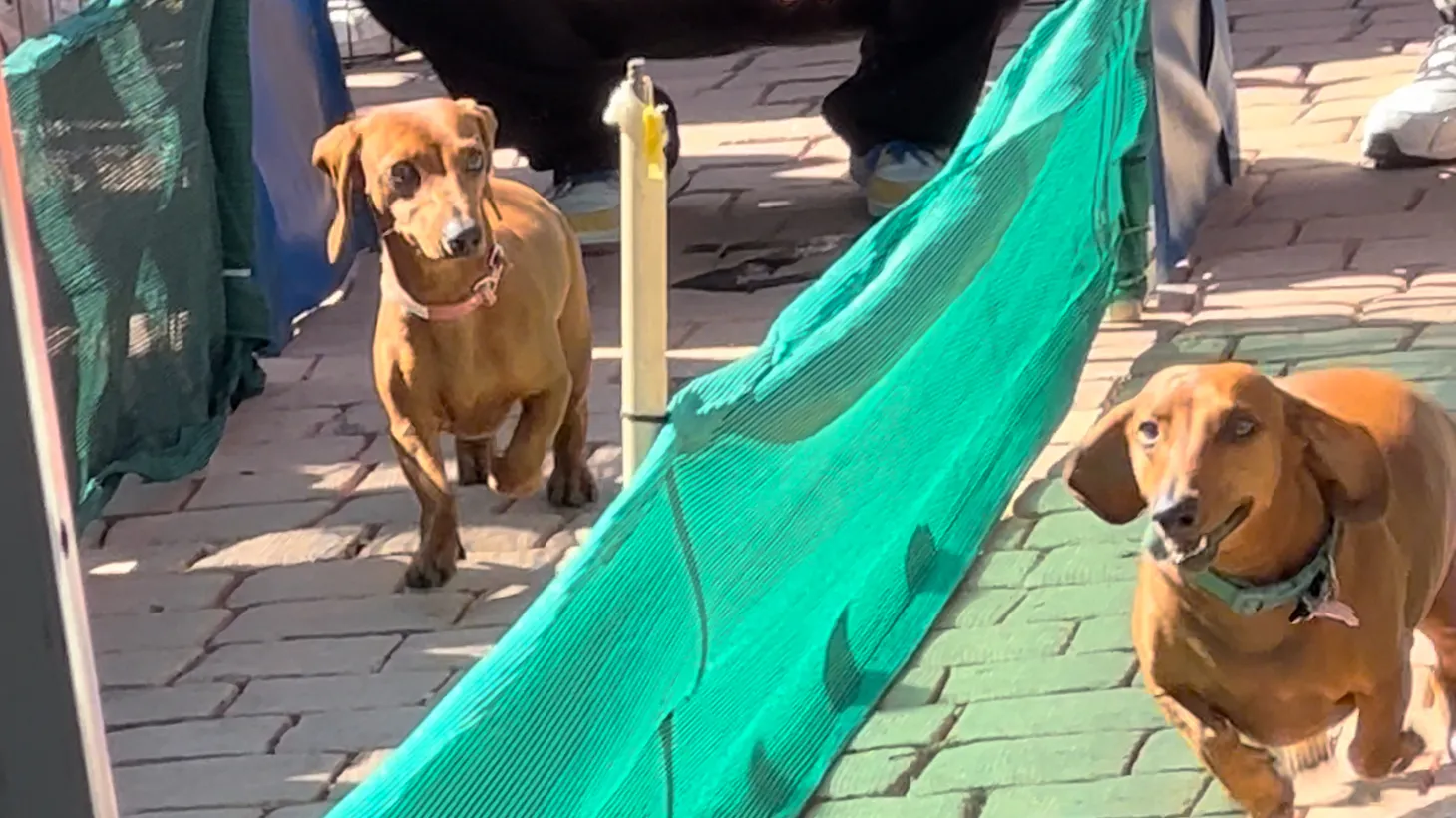 Two dachshunds race as a crowd looks on. Photo by Kelsey Ngante.