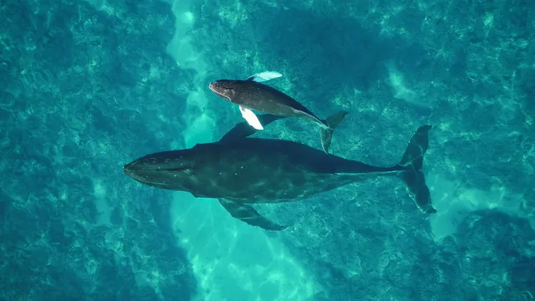 After being hunted for decades, humpback whales returned to the Pacific Ocean in big numbers. Now, new technology is revealing that underwater heat waves are taking a toll on that recovery.