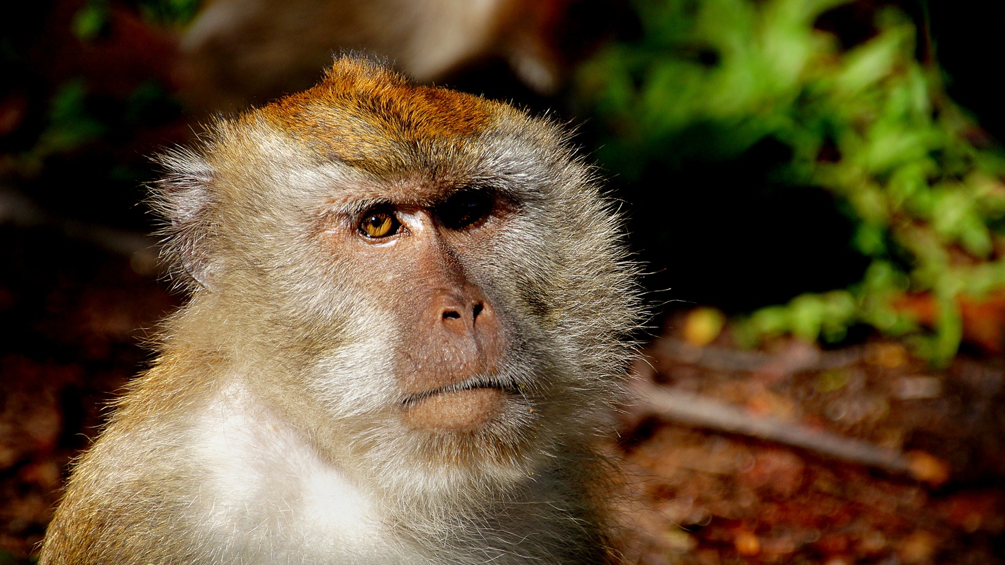 Chinese researchers have created a new kind of monkey, with human brain