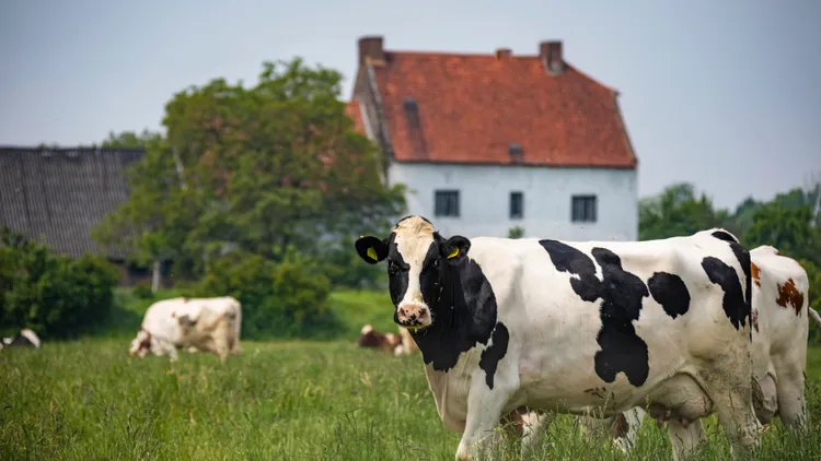 A UC Davis scientist is trying to bioengineer cow microbes so they produce less methane.