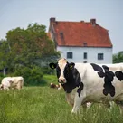 Getting cows to release less methane: CA scientist turns to CRISPR