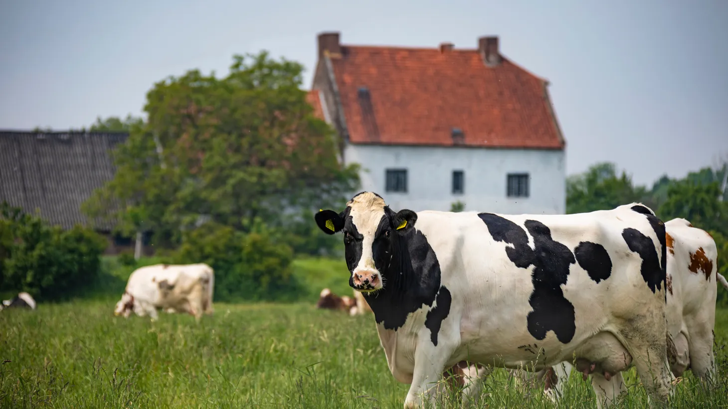 Cows release 97% of their methane, a potent greenhouse gas, from their mouths and nostrils, says UC Davis Professor Ermias Kebreab.