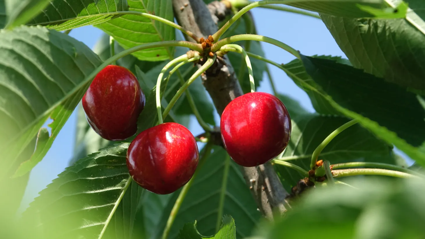 California cherries hang from a tree in Lodi.