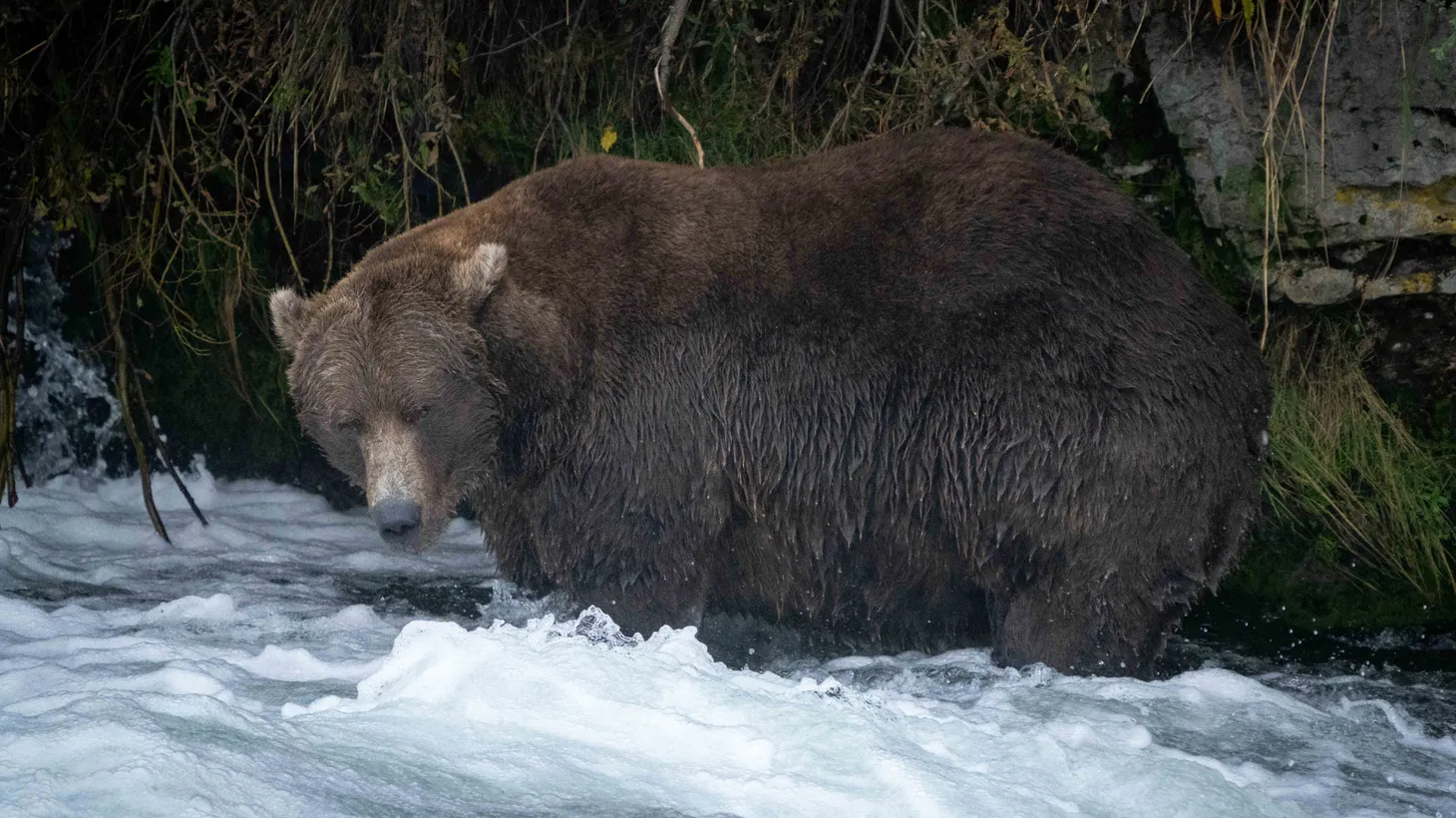 Самый толстый медведь Аляски