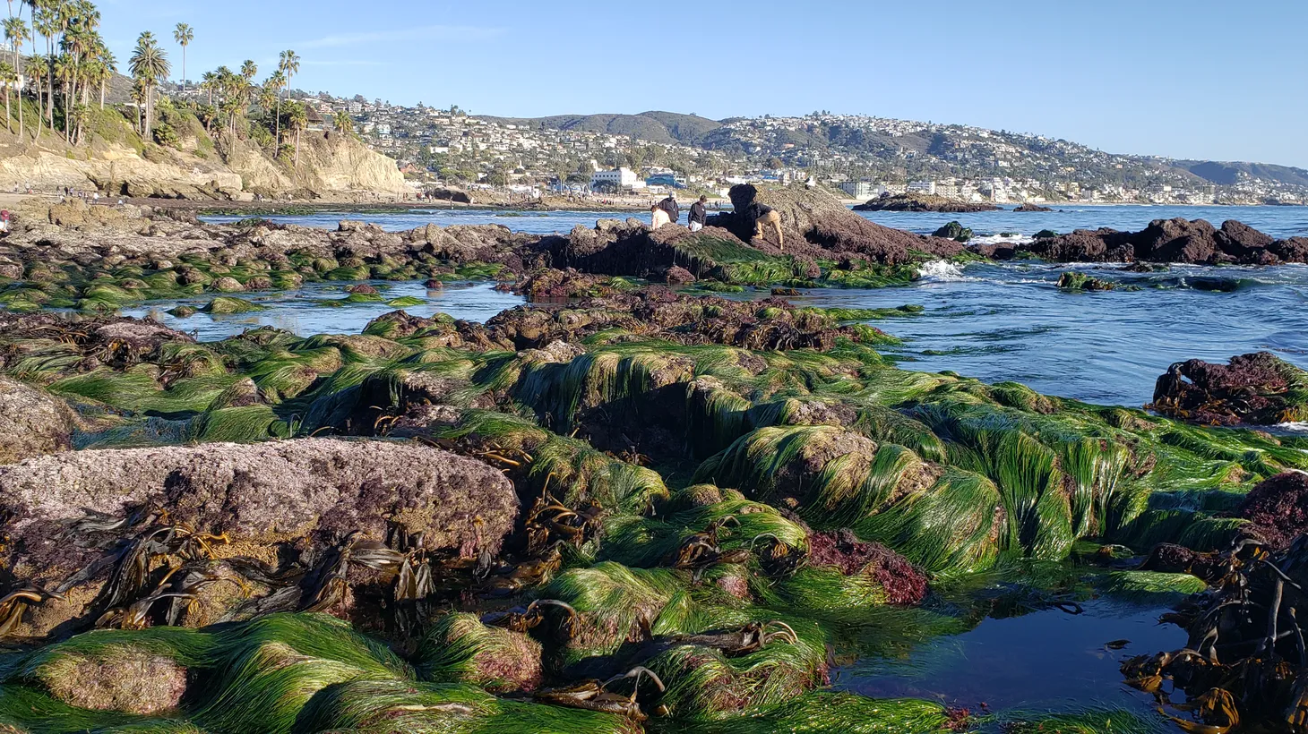 Surfgrass (Phyllospadix) drapes over the rocky intertidal zone in Laguna Beach.