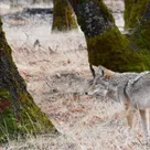 Gray wolves are rebounding in CA, from Shasta to Tulare Counties