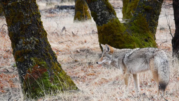 Gray wolves are rebounding in CA, from Shasta to Tulare Counties