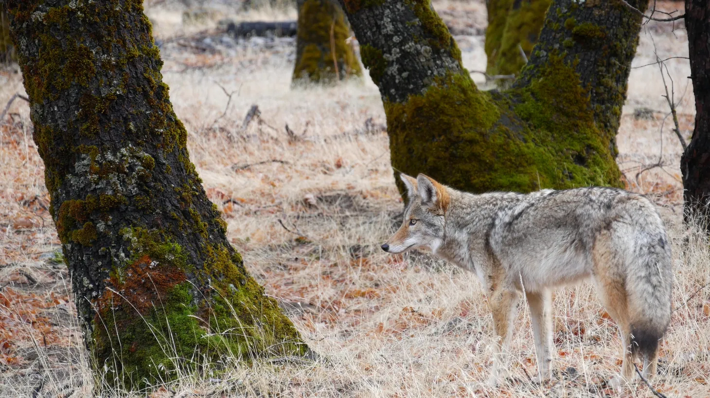 A gray wolf is seen in Yosemite National Park, California.