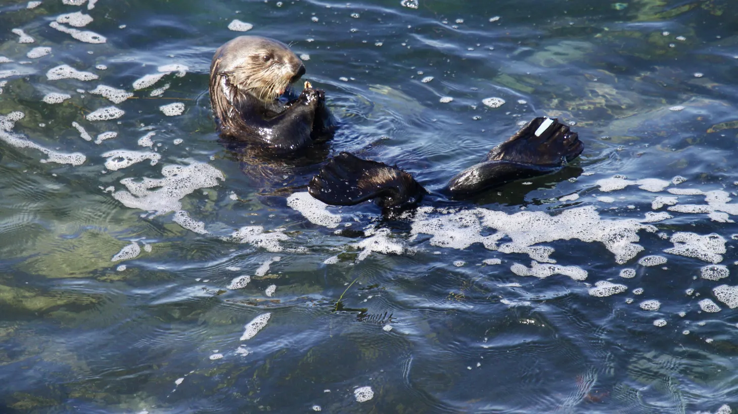 Sea Otter 841 foraging in shallow water in Santa Cruz, CA